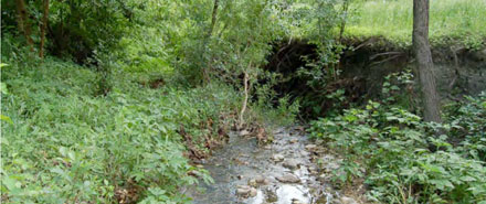Project-images-Upper-Boggy-Creek